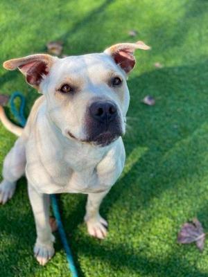 Ivy, Mixed Breed, adult, available for adoption