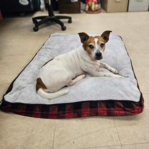 Midge, Mixed Breed, senior, available for adoption