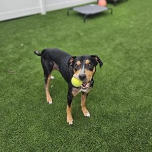 A black and brown dog holding a yellow tennis ball in its mouth, standing on green artificial grass.