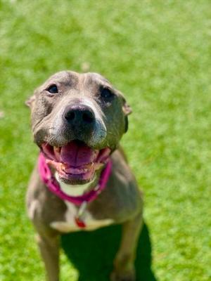 Kayda, Mixed Breed, adult, available for adoption