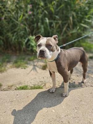 Sassy, Mixed Breed, adult, available for adoption