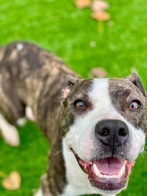 Bryce, Mixed Breed, adult, available for adoption