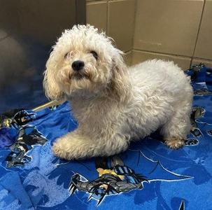 Wisp, Mixed Breed, young, available for adoption