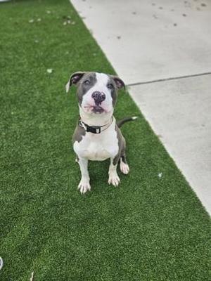 Sosa, Mixed Breed, adult, available for adoption