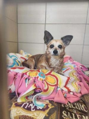A small dog with large ears is sitting on a colorful blanket in a tiled room.