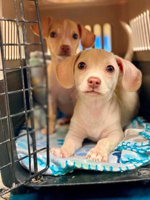 Zaza, Mixed Breed, puppy, available for adoption