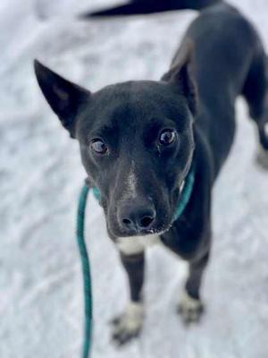 Maverick, Mixed Breed, adult, available for adoption