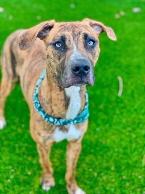 Peach, Mixed Breed, adult, available for adoption