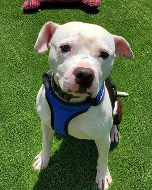 Maddox, Mixed Breed, adult, available for adoption