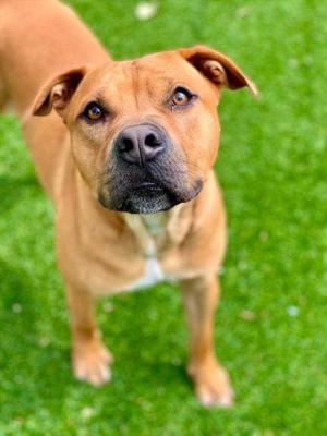 Rusteez, Mixed Breed, adult, available for adoption