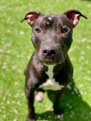Susie, Mixed Breed, adult, available for adoption