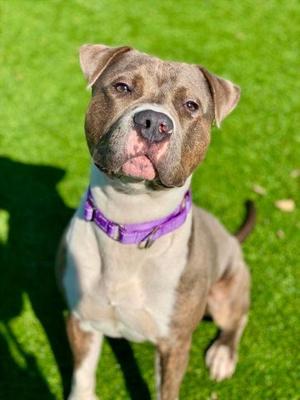 Runcible, Mixed Breed, adult, available for adoption