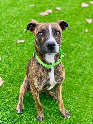 Sofie, Mixed Breed, adult, available for adoption