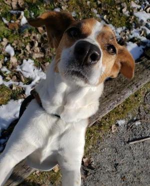 Miley, Mixed Breed, adult, available for adoption