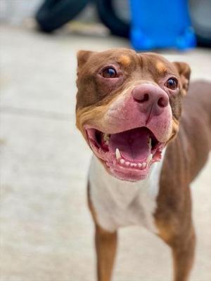 Simba, Mixed Breed, adult, available for adoption