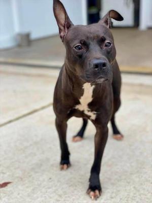 Lidia, Mixed Breed, adult, available for adoption