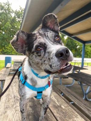 Simon, Mixed Breed, adult, available for adoption