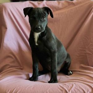 Wednesday, Mixed Breed, puppy, available for adoption