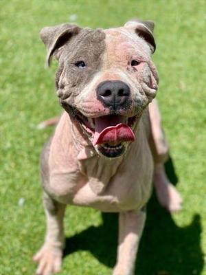 Daisy, Mixed Breed, adult, available for adoption