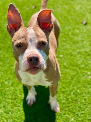 Boogie, Mixed Breed, adult, available for adoption