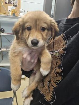 Zinger, Mixed Breed, puppy, available for adoption