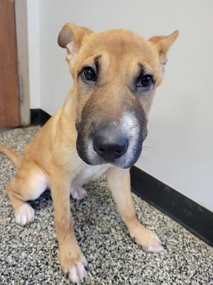 Millie, Mixed Breed, puppy, available for adoption