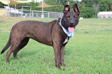 A brown dog with a blue bandana standing on grass