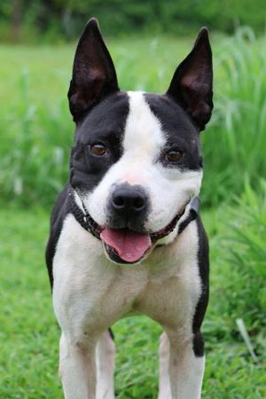 Gracie, Mixed Breed, adult, available for adoption
