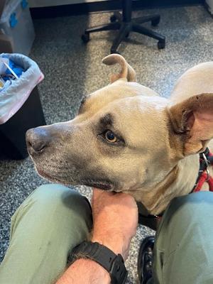 Dunna, Mixed Breed, adult, available for adoption