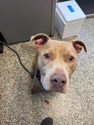 A close-up of a light brown pit bull with floppy ears and a black collar, looking up at the camera.