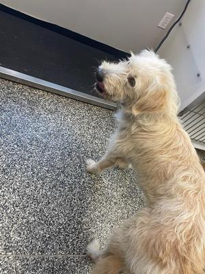 Ariel, Mixed Breed, young, available for adoption
