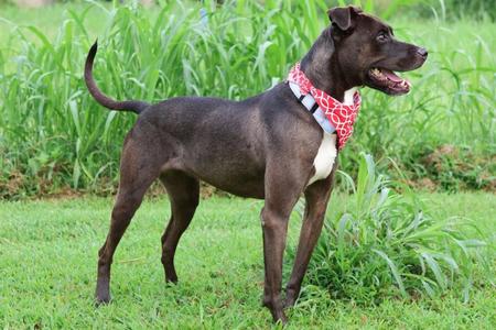 AZULA, Mixed Breed, adult, available for adoption
