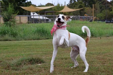 Cowboy, Mixed Breed, puppy, available for adoption