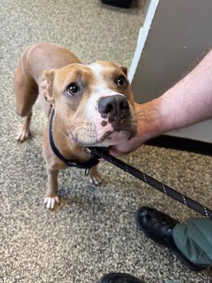 Brooklyn, Mixed Breed, young, available for adoption
