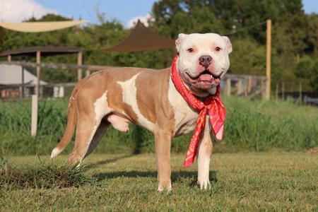 Blaze, Mixed Breed, young, available for adoption