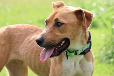 Jasmine, Mixed Breed, young, available for adoption