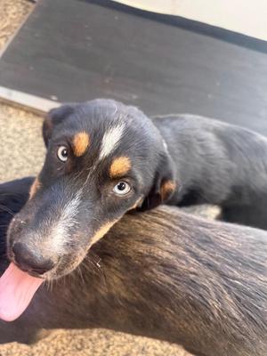 A black and brown dog with a white patch on its face, sticking out its tongue, lying on a carpeted floor.