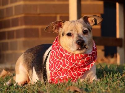 Big Ed, Mixed Breed, senior, available for adoption