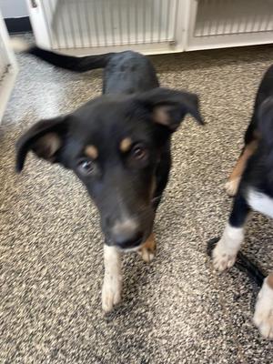 Anna, Mixed Breed, puppy, available for adoption