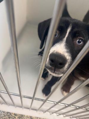 Ella, Mixed Breed, puppy, available for adoption