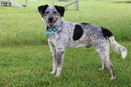 Blue, Mixed Breed, young, available for adoption