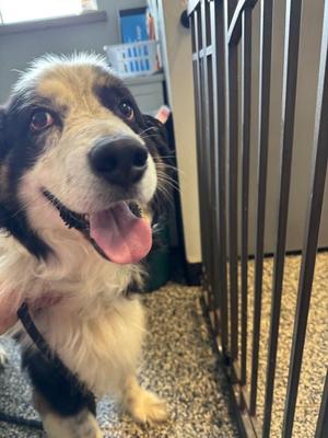 Hank, Mixed Breed, adult, available for adoption