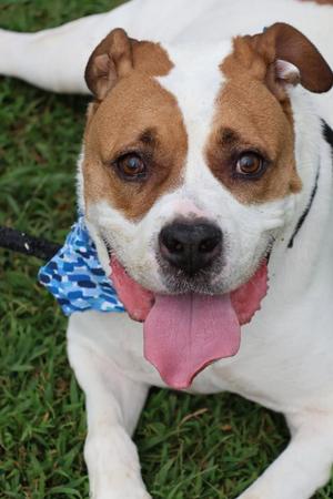 Duke, Mixed Breed, senior, available for adoption