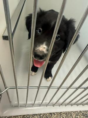 Bruce, Mixed Breed, puppy, available for adoption