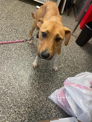 Jasmine, Mixed Breed, young, available for adoption