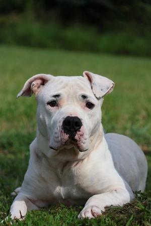 Precious, Mixed Breed, adult, available for adoption