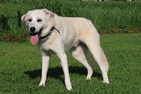 Joe, Mixed Breed, adult, available for adoption