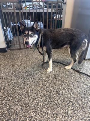 A black and white dog with blue eyes standing on a speckled floor, wearing a collar and leash.