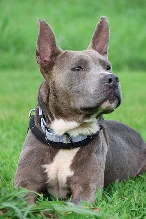 Dante, Mixed Breed, young, available for adoption