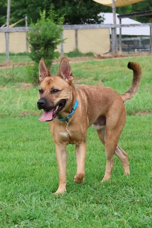 Jacob, Mixed Breed, young, available for adoption